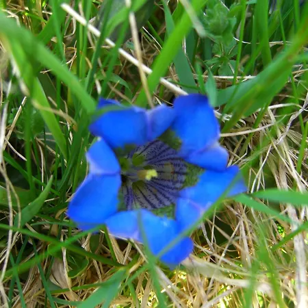 Pensión Vallüla Galtür